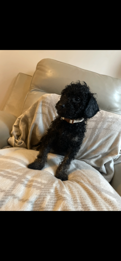 Mini poodle puppies 