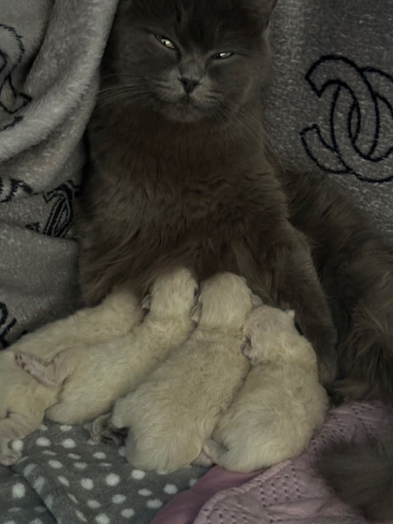 Ragdoll/blue kittens for sale
