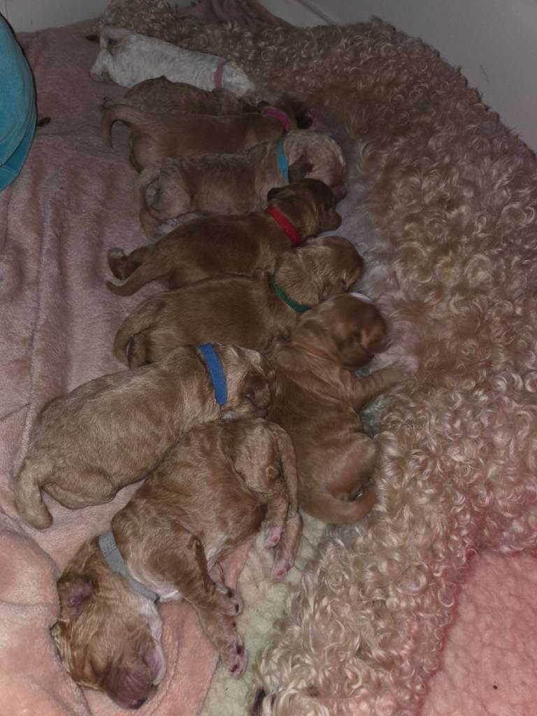 Cockapoo F2 puppies