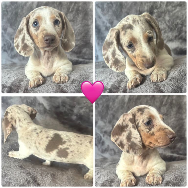 Ready now Kc registered miniature dachshunds 