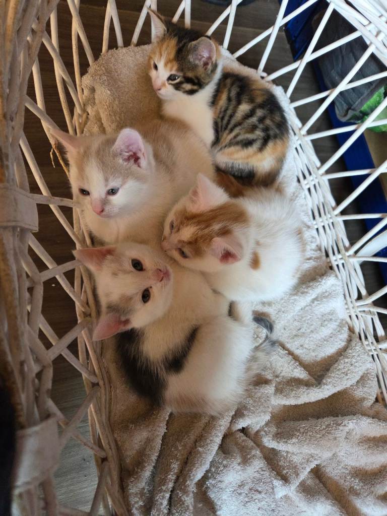 Kittens for sale
