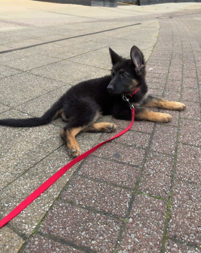 Female German shepherd puppy