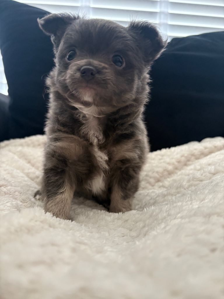 RESERVED Xs tiny Chihuahua female silver one left 