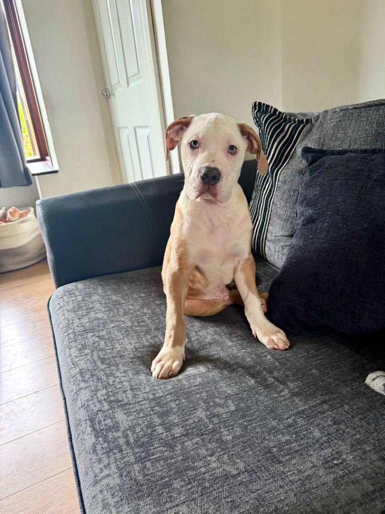 American bull dog
