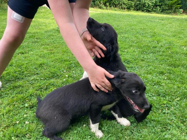 Collie pups
