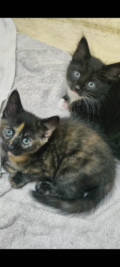 2 male kittens