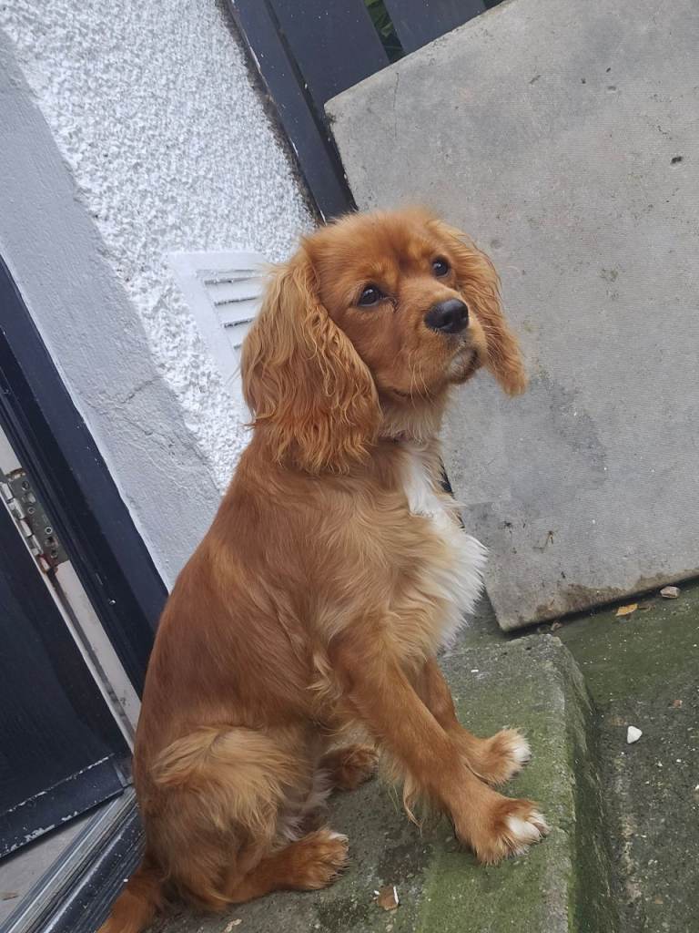 Beautiful Cavalier King Charles Spaniel Puppy – Ready Now