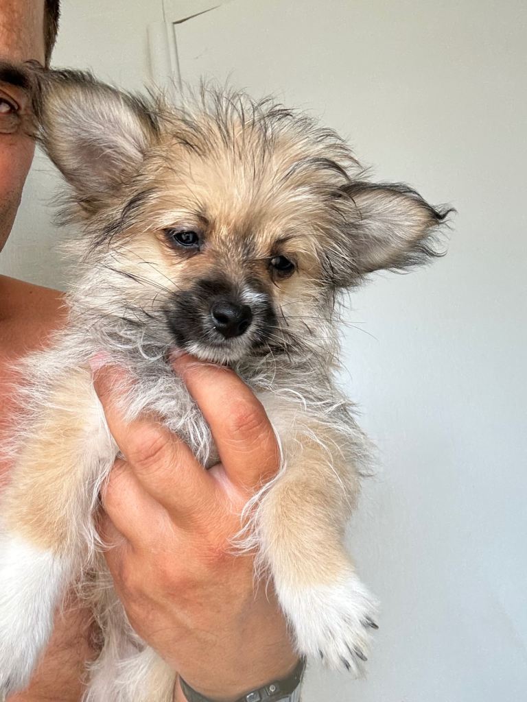 German spitz x maltese