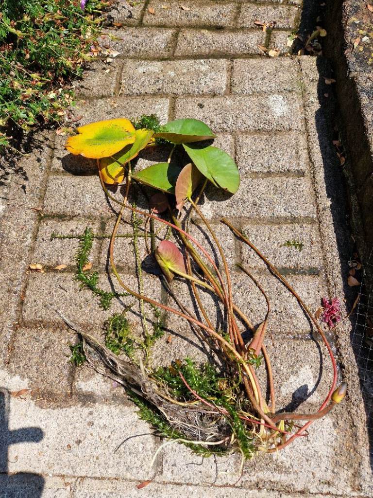 Fresh Pond Plants - Water Lilies, NEW, FREE