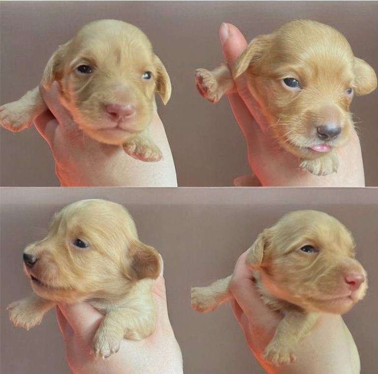 Clear Cream KC Reg Mini Dachshunds 