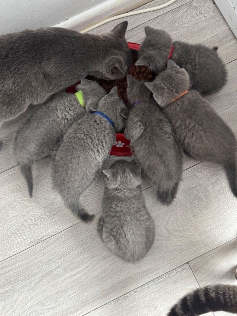 Stunning British Shorthair kittens 🐱 