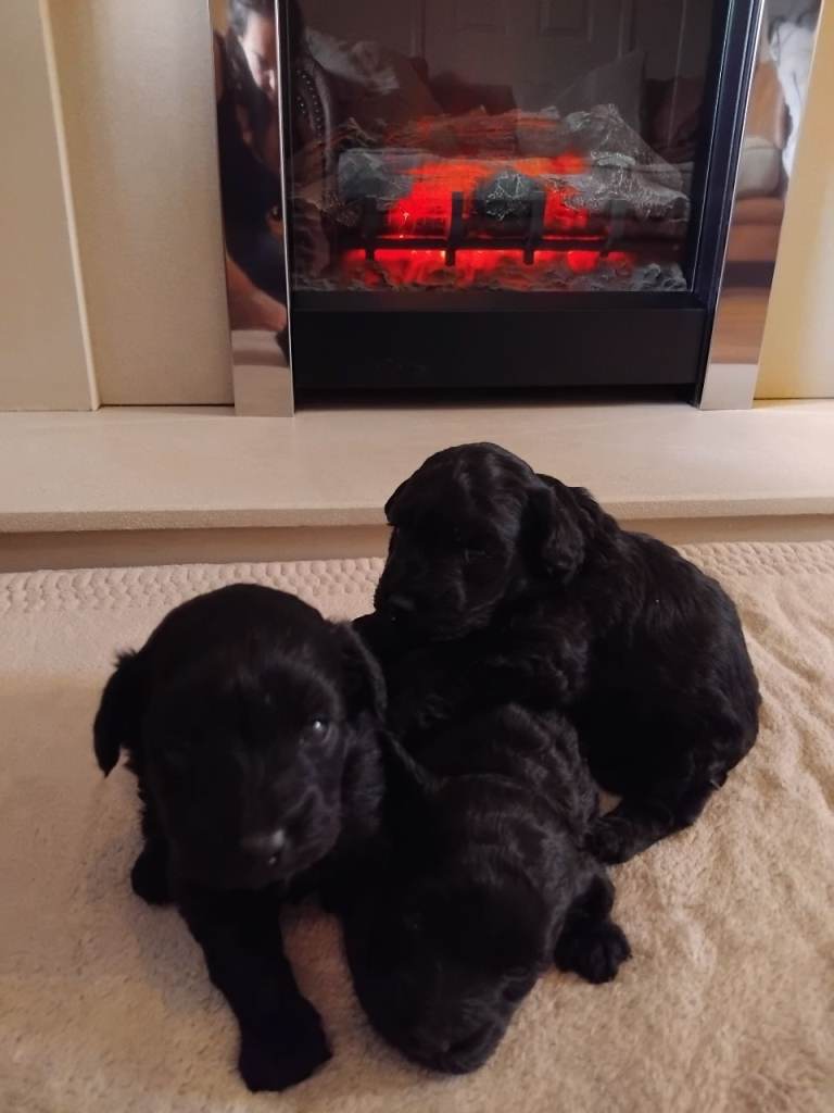 F1b cockapoos 
