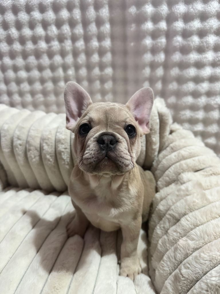 French bulldog puppy
