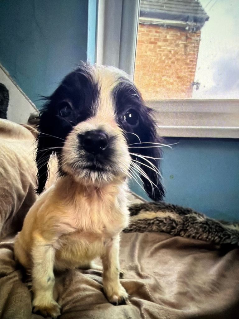 KC REG SPRINGER SPANIEL PUPS