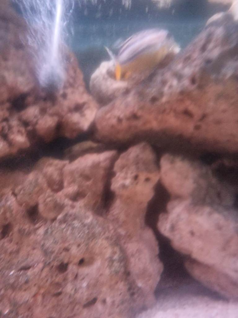 Aquarium ocean rock