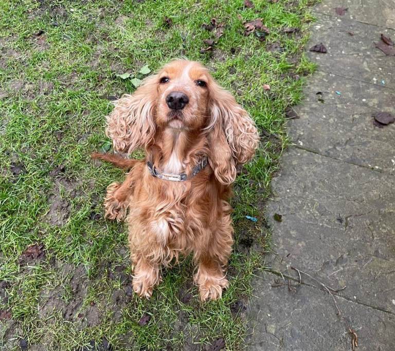 4yr old Show Cocker 'Daisy'