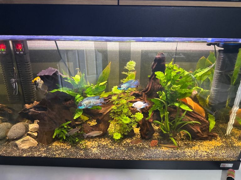 Fish 