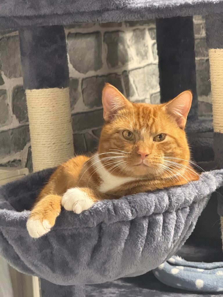 Loving 1-Year-Old Cat Looking for a Forever Home