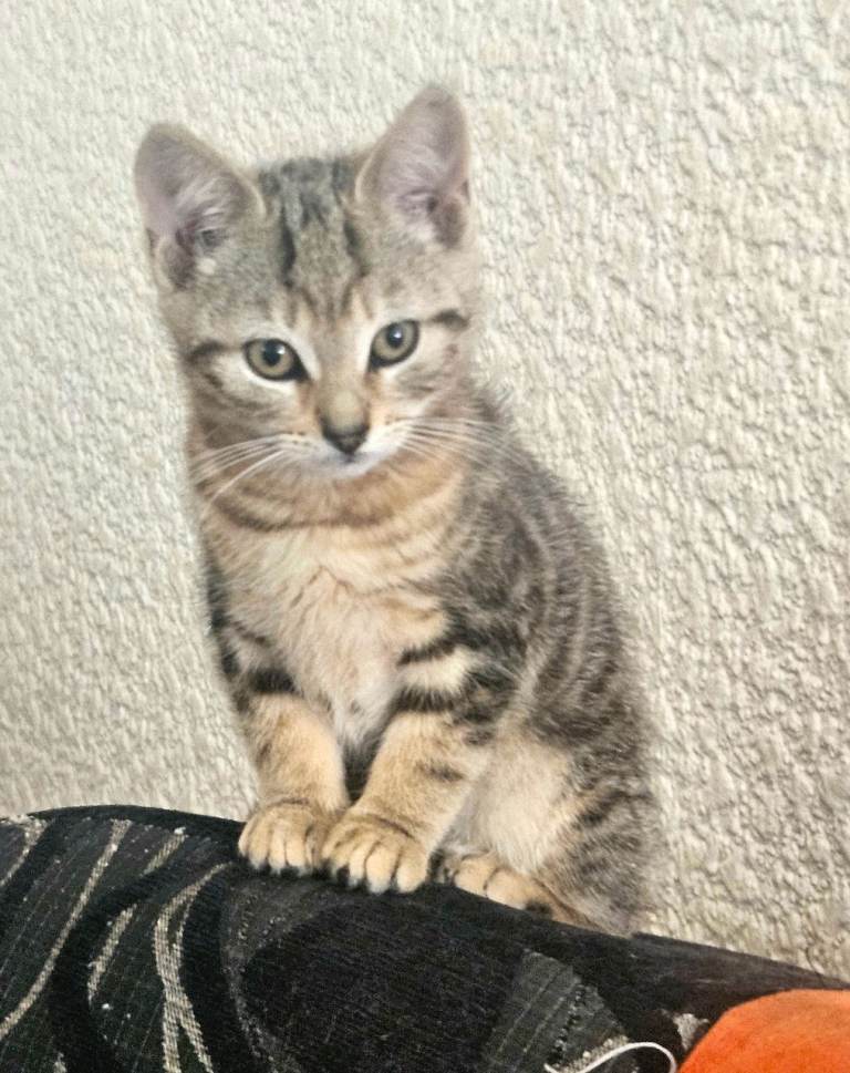 Kittens 