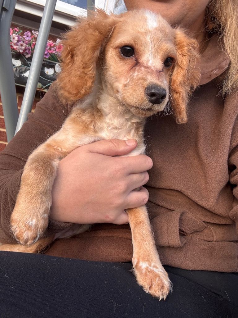 F2 cockapoo girl last one ready to leave 