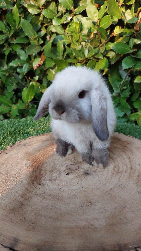 Pure bred mini lop baby rabbits 