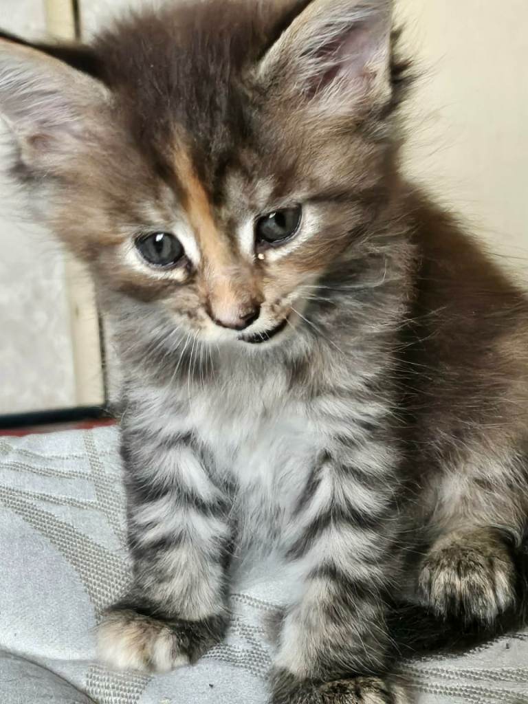 Maine Coon Kittens 3 remaining, ready to go March