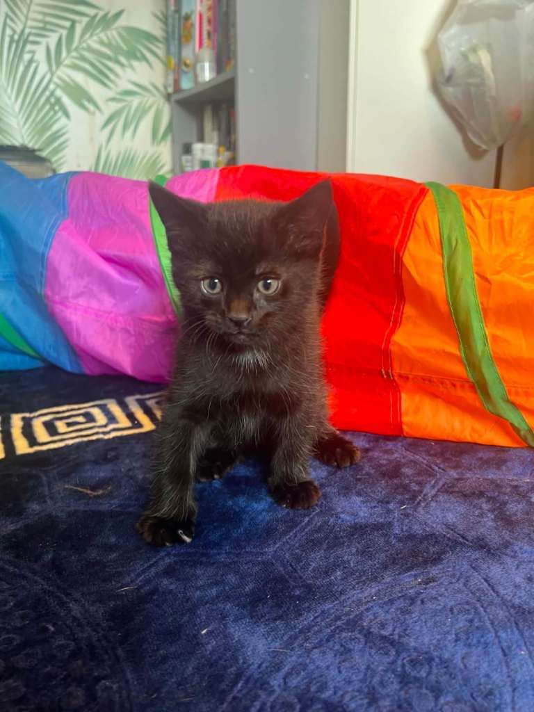 Beautiful and friendly kitten🐈 😻 ready to go!  Looking for a Forever Home👪 