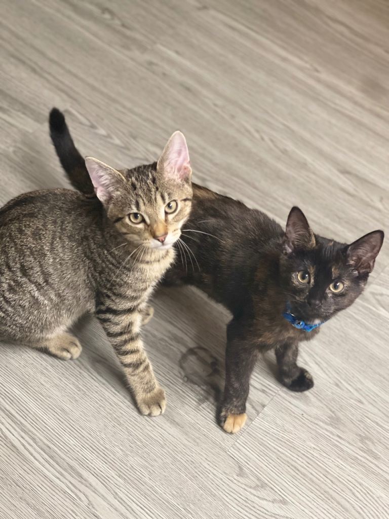 Two lovely cats ready for a wonderful home. 