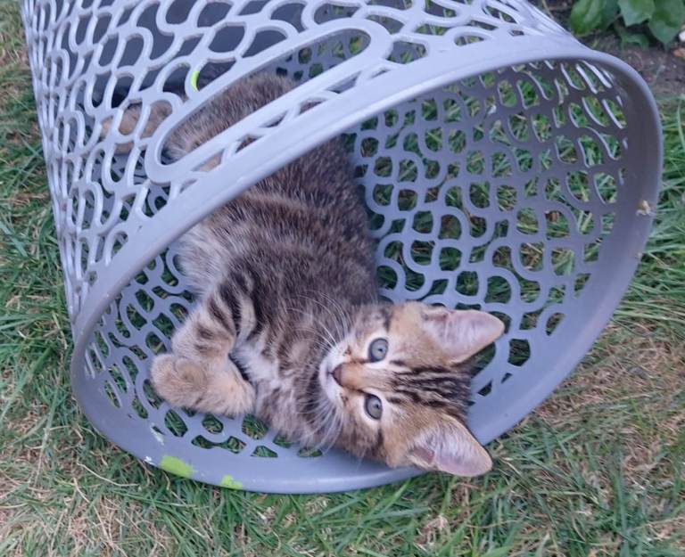 3 kittens 