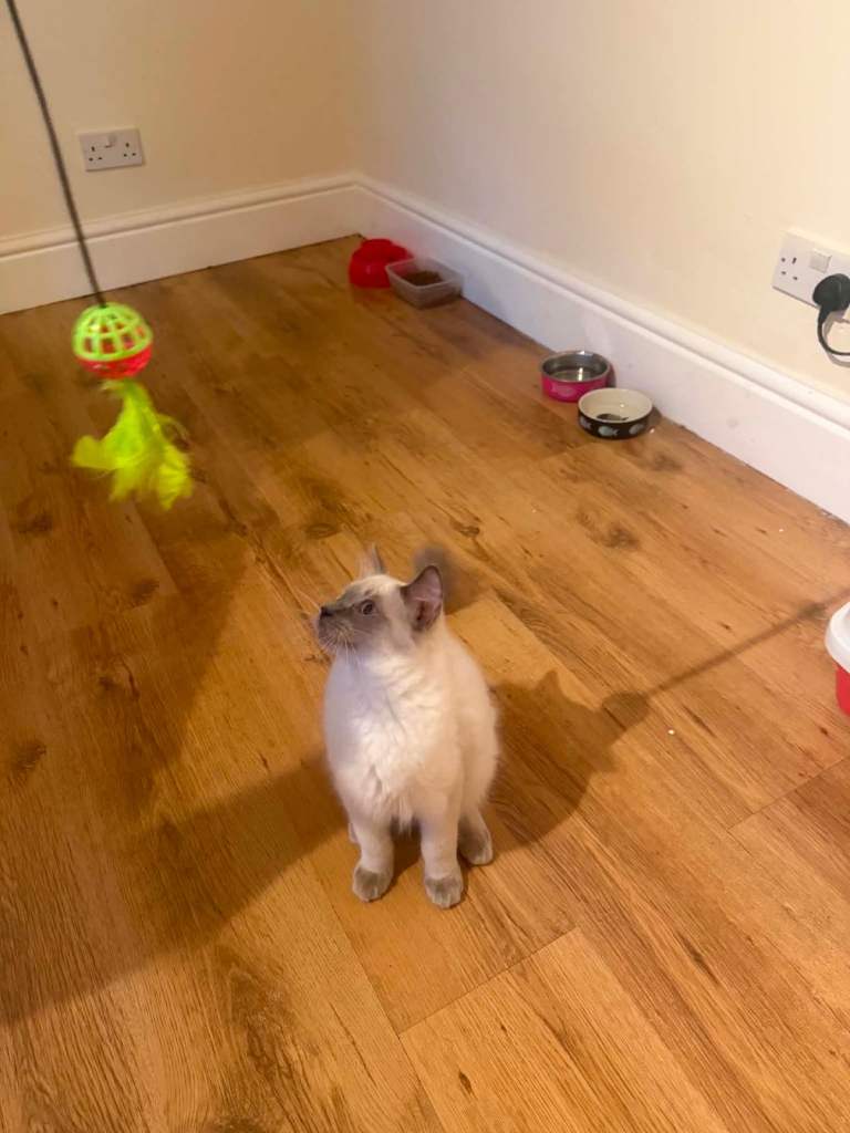 Ragdoll male kitten ready to leave‼️