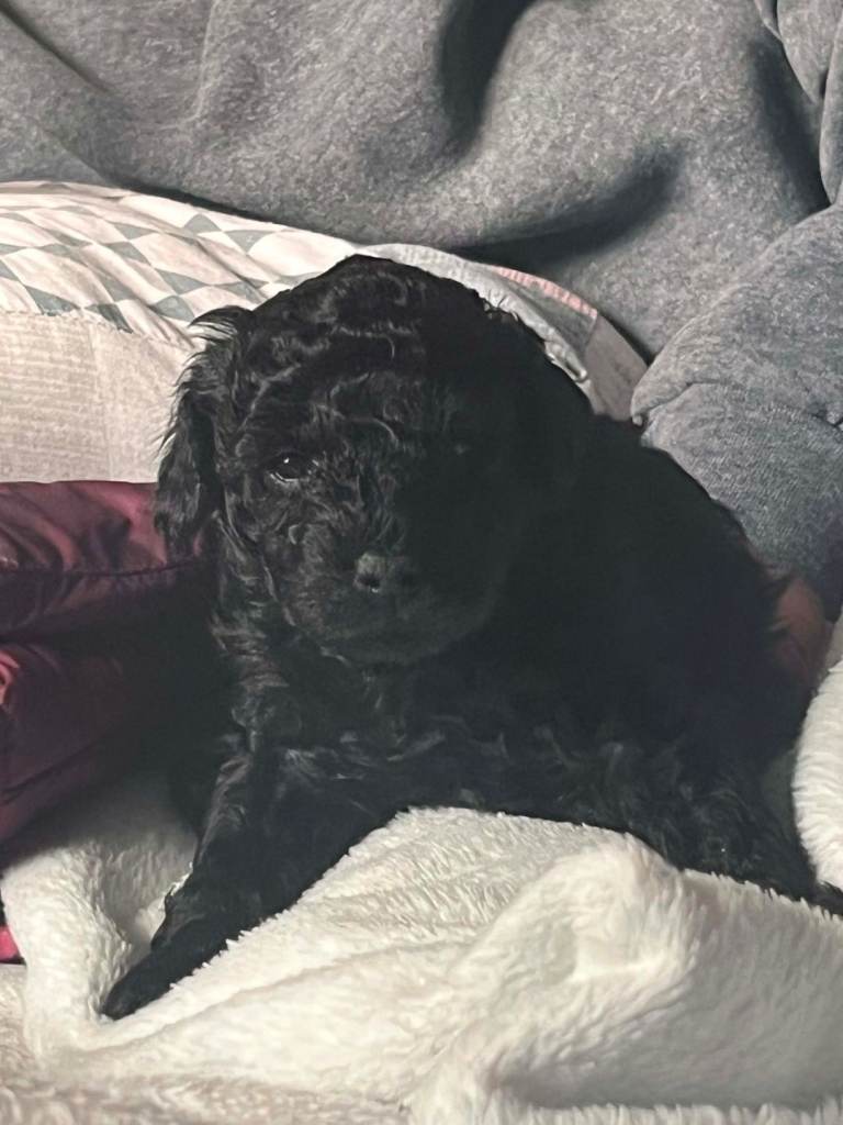 Puppies for sale 