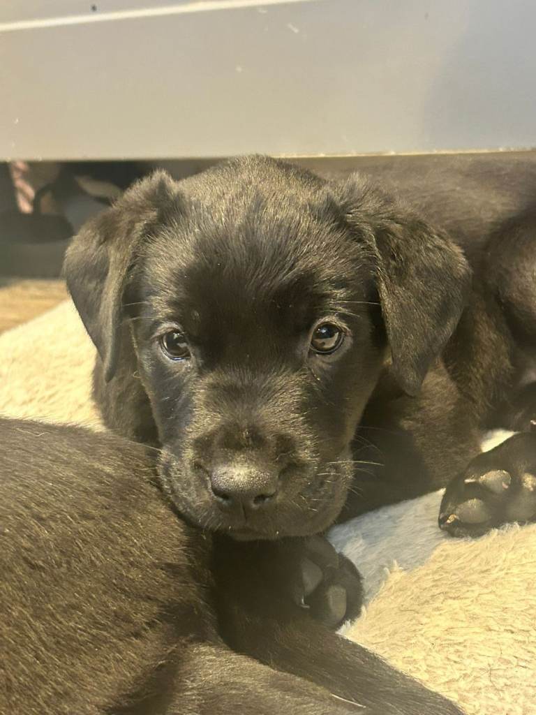Rottweiler/ labrador  1 girl left
