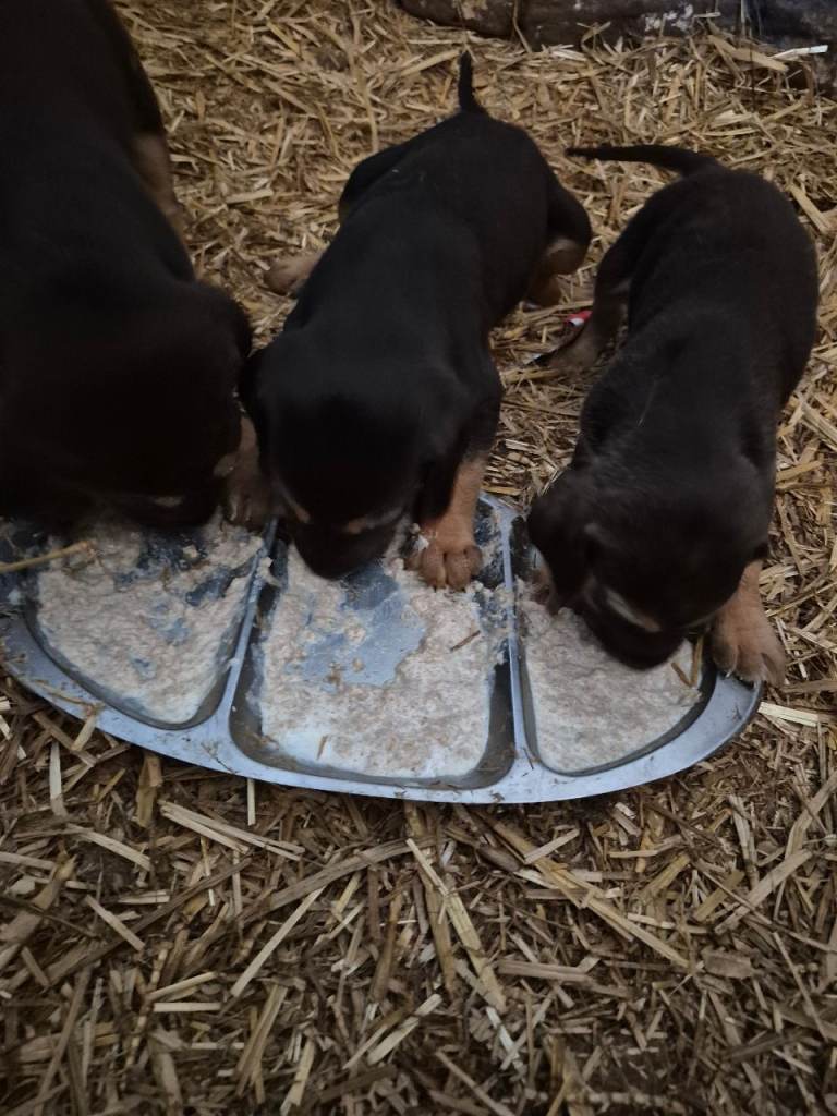 Bloodhound puppies 