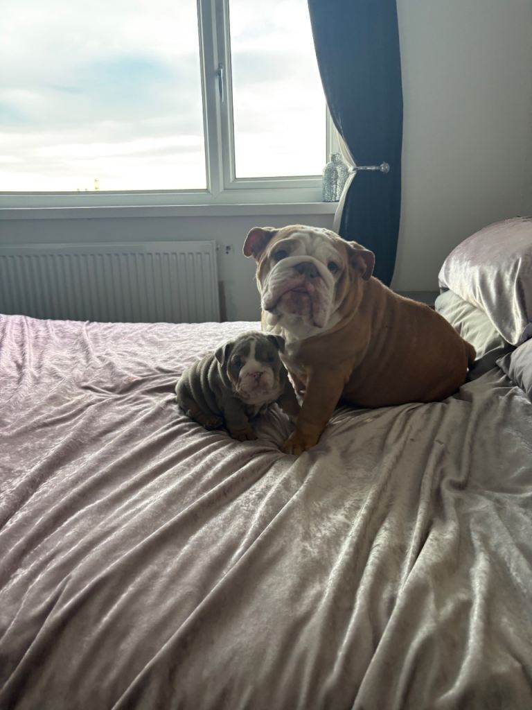 English bulldog puppy