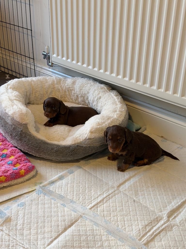 Miniature dachshund puppy for sale 