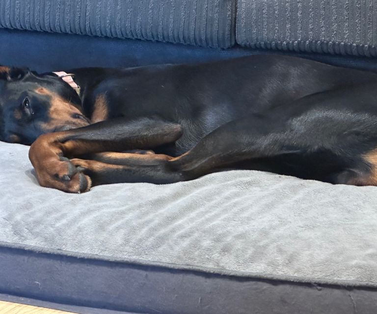 3 year old male Doberman 