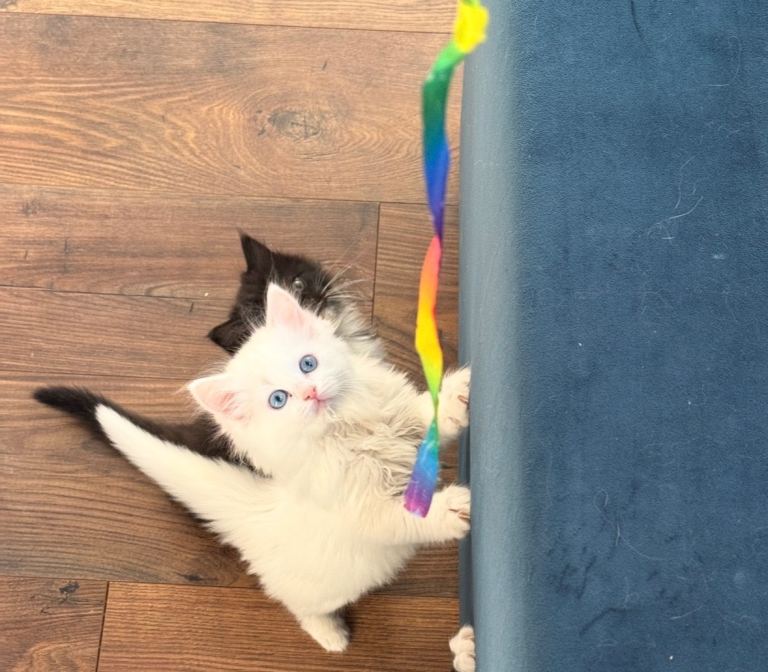 Ragdoll x Turkish Angora kittens