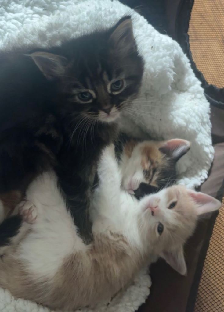3 gorgeous kittens for sale