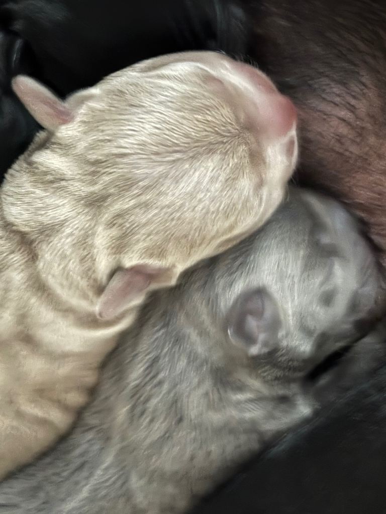 Puppies for sale 