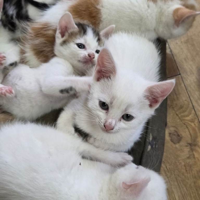 British Shorthair x Siamese Kittens 