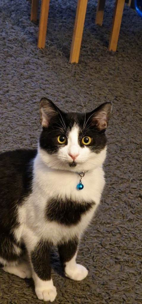Loving Cat Milo Needs a Caring Forever Home