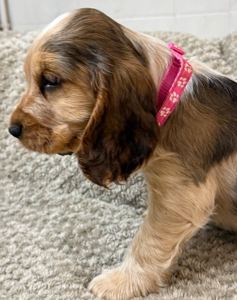 KC REG SHOW TYPE COCKER SPANIELS