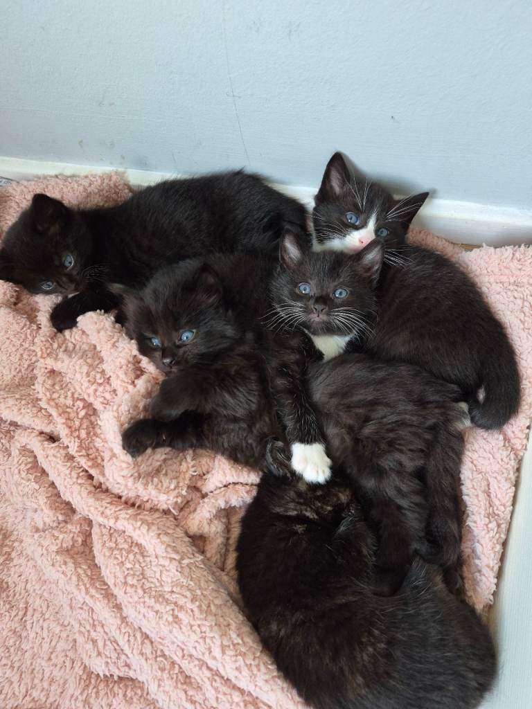 Very friendly kittens 
