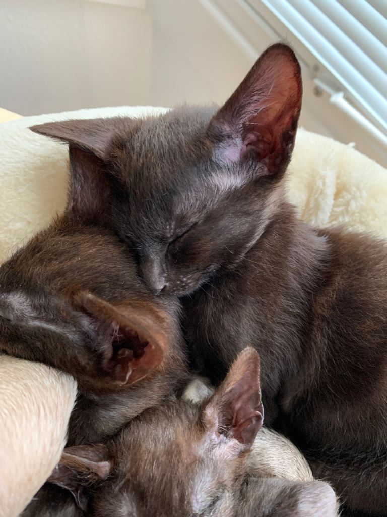 Half Siamese Oriental Kitten girl