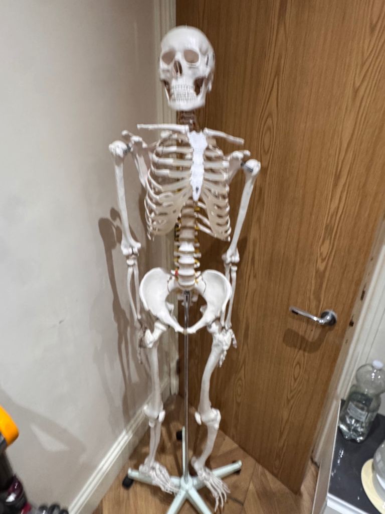 Life-Size Human Skeleton Model with Stand – Good Condition
