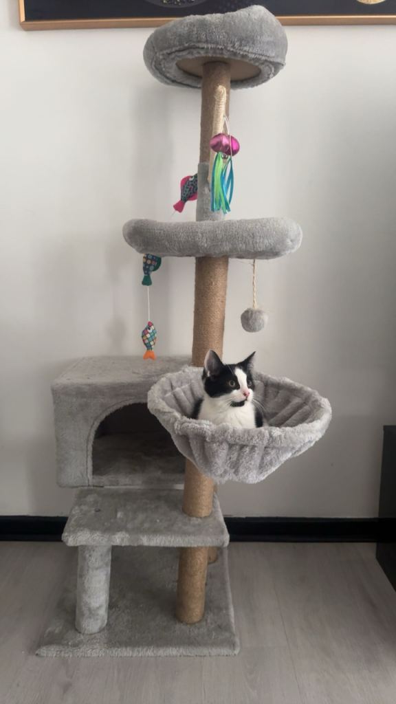 Cat tree 