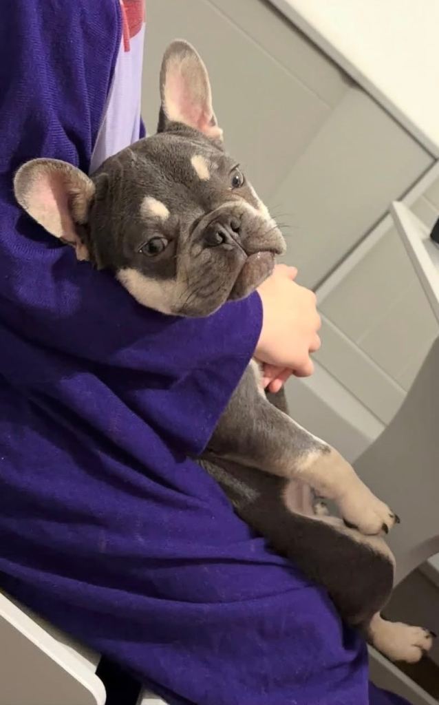 Male French bulldog 9 month old 