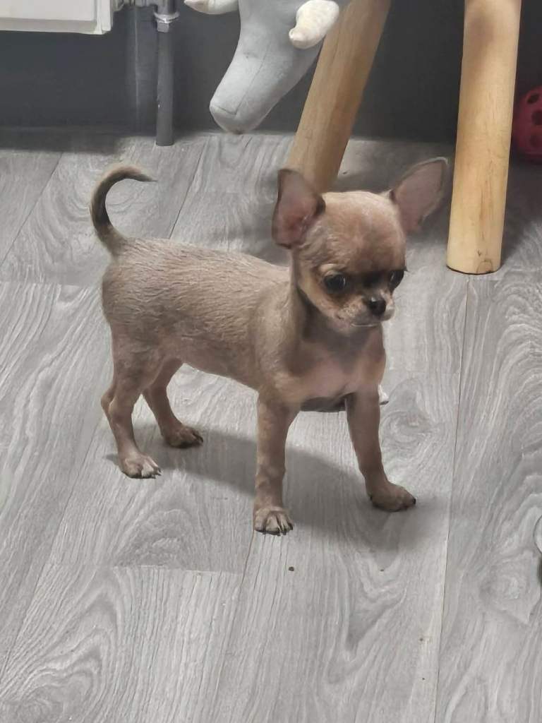 Chihuahua