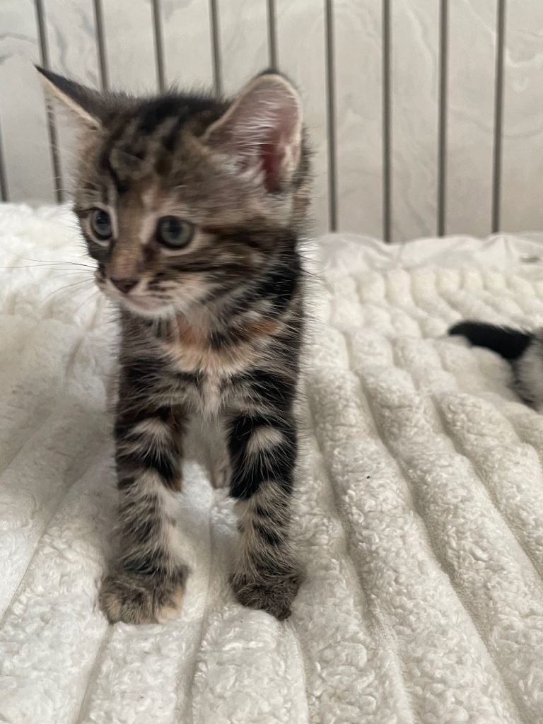 Kittens for sale £100