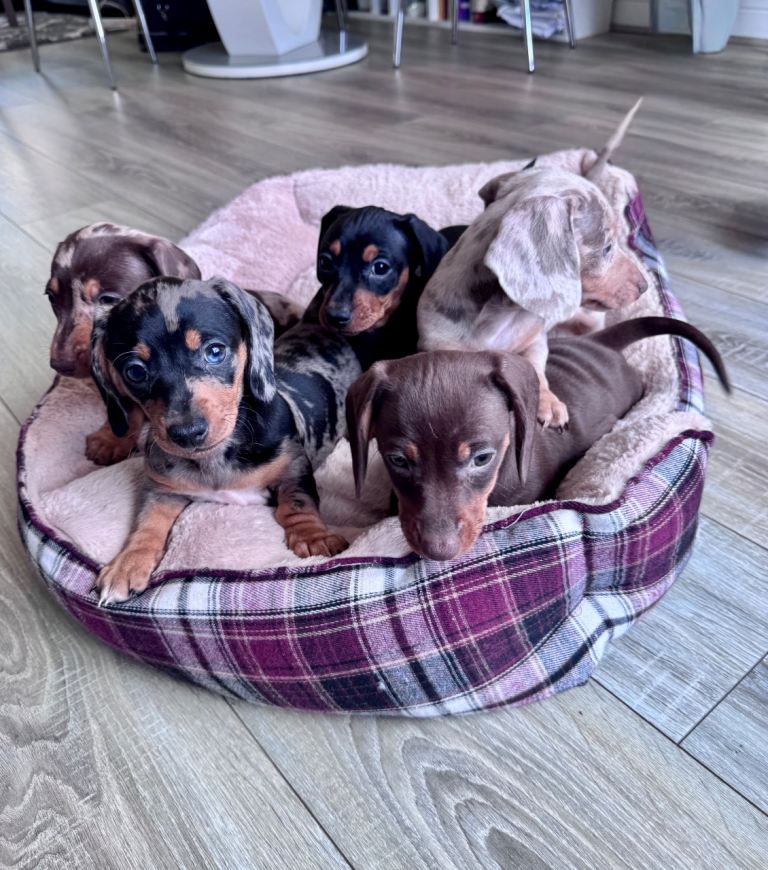 5 beautiful Dachshund puppies
